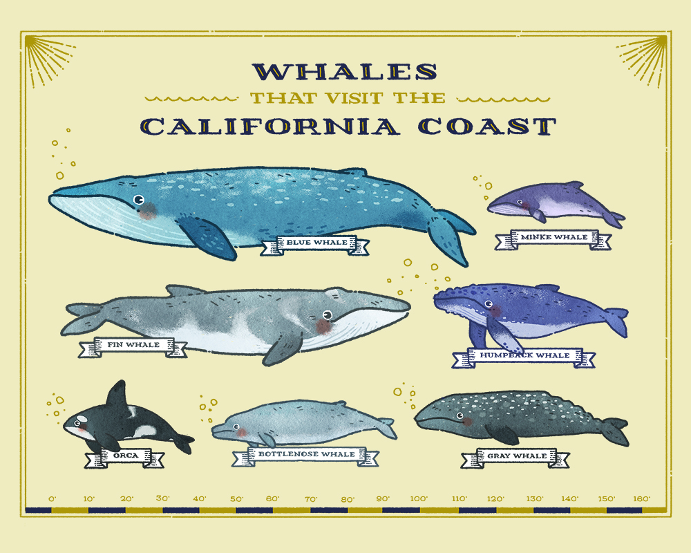 whale-chart-horizontal.jpg