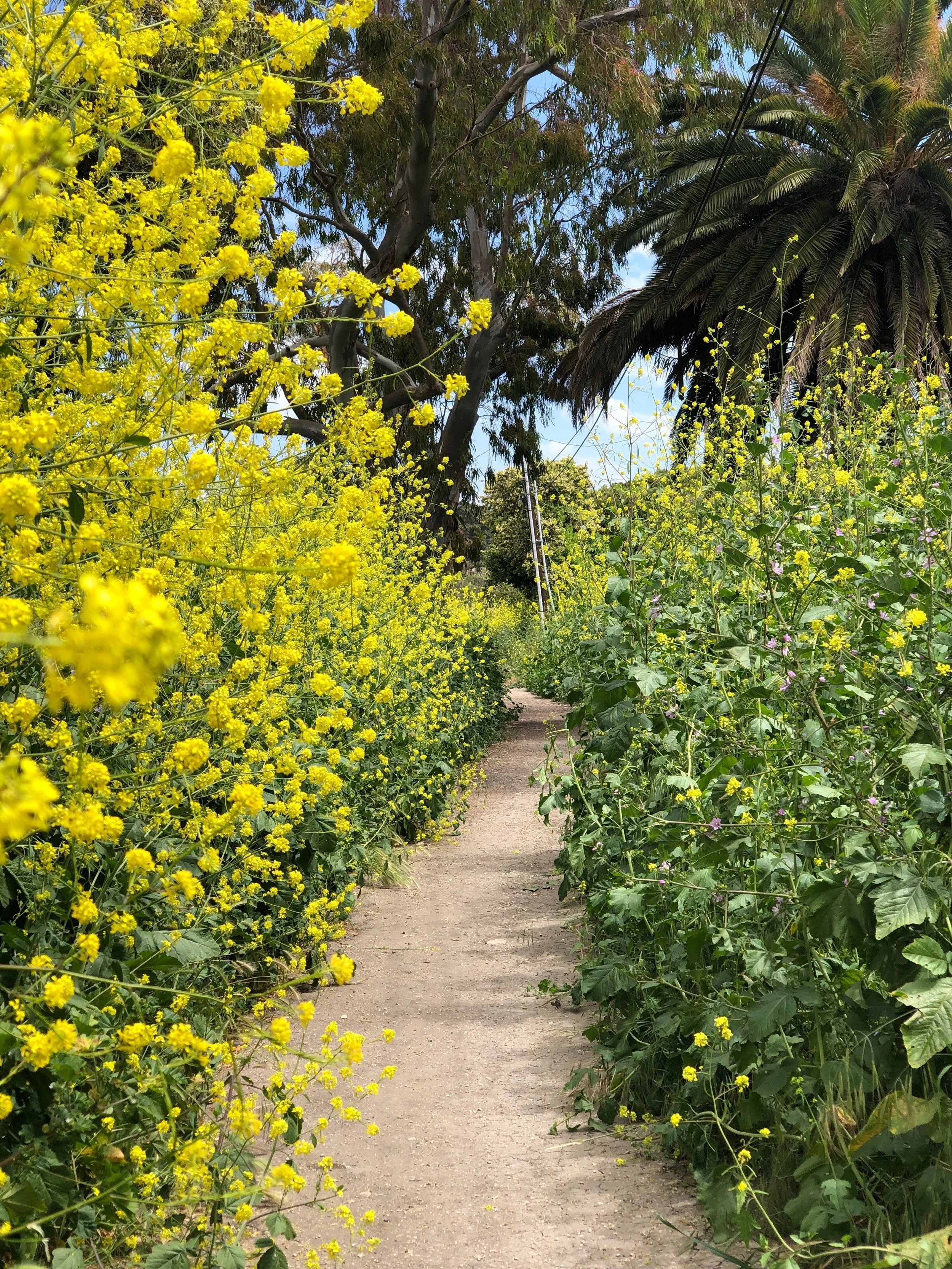 Del Sol Park Run 7.5miles