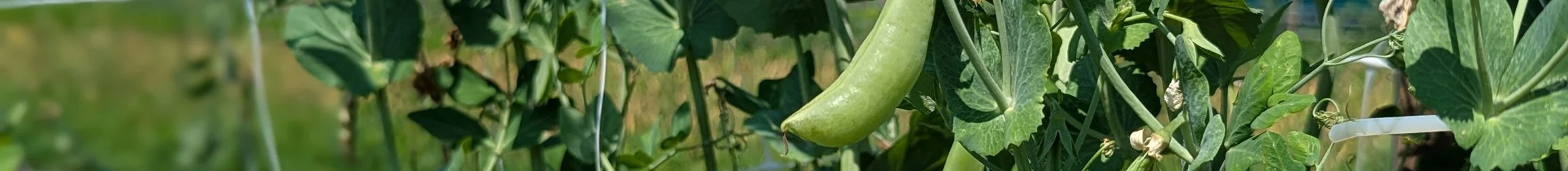 Sugar snap peas on a metal trellis