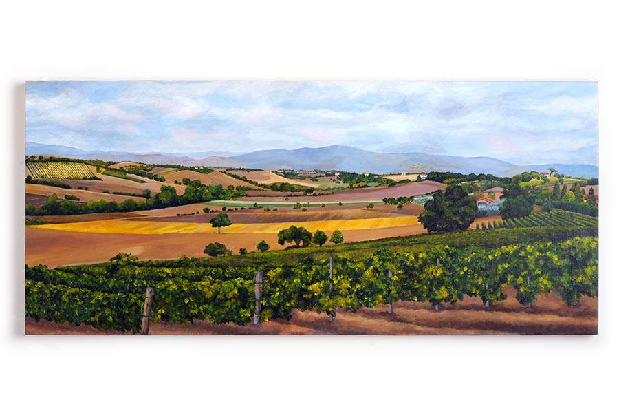 Vineyards near Cortona 