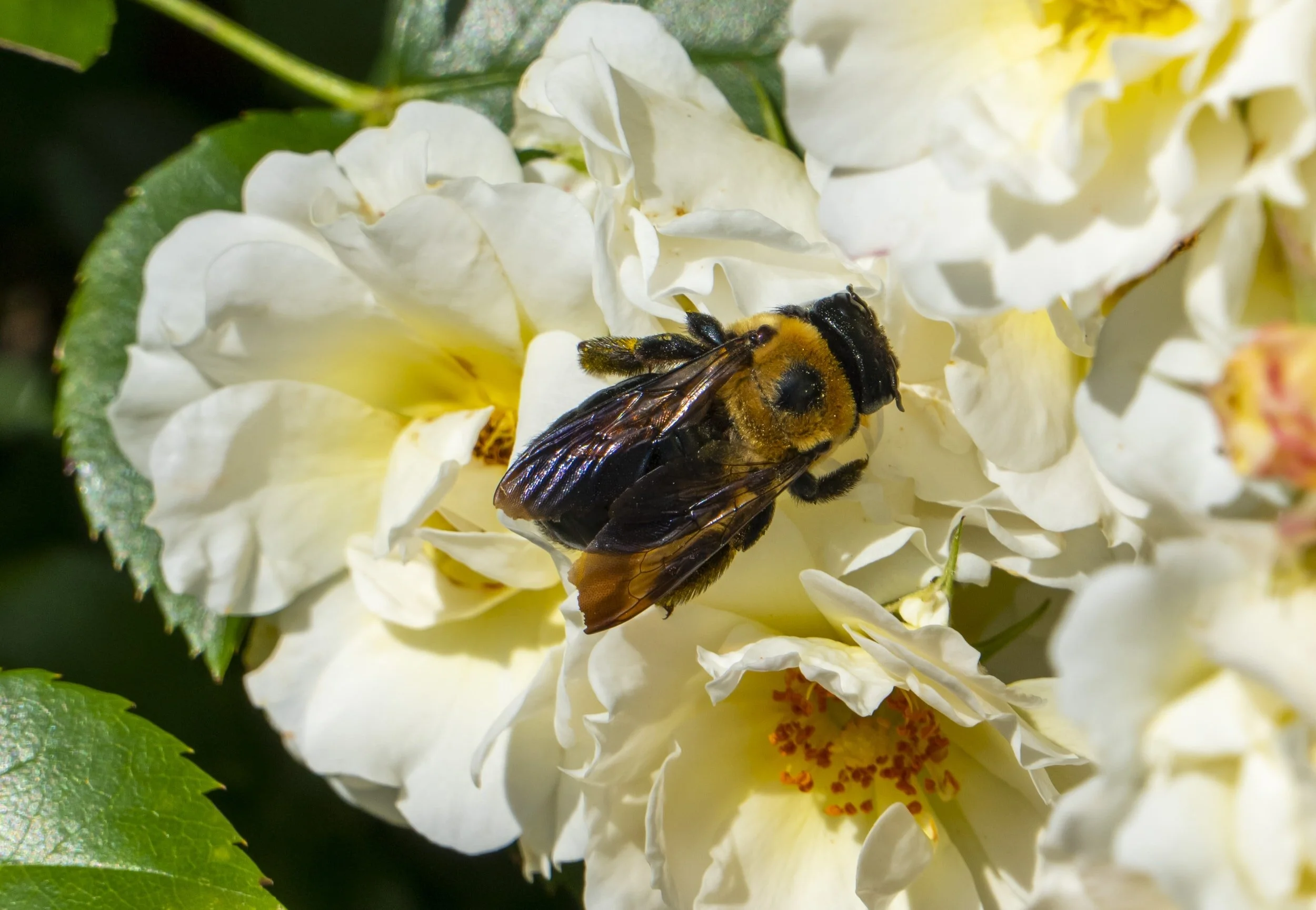 How to Think Like a Bee: Creating Pollinator Habitat and Helping Pollinators
