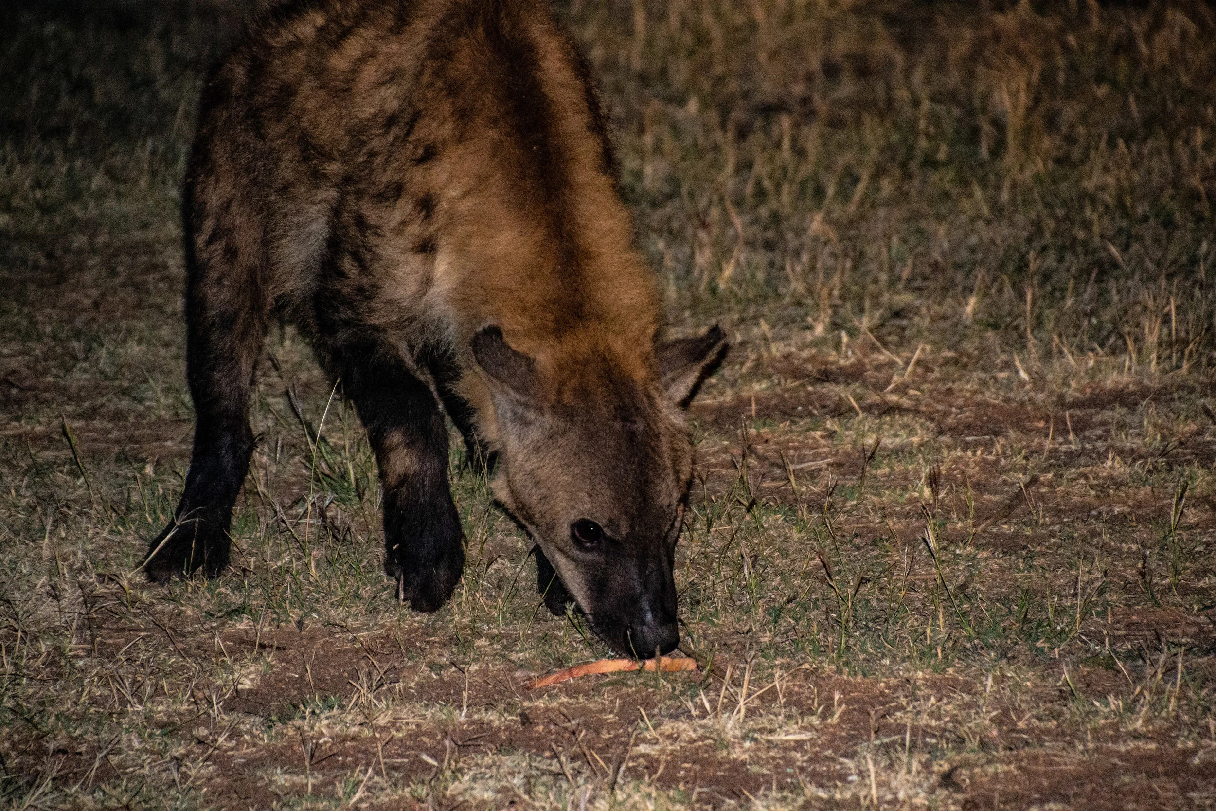 DSC_0734.jpg