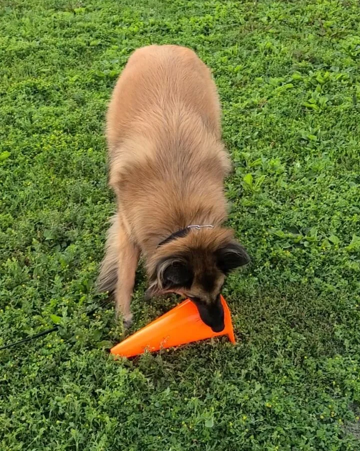 Professional Ottawa Dog Training — Brian Picknell