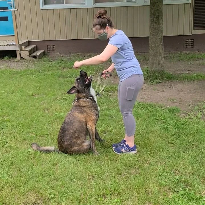 Professional Ottawa Dog Training — Brian Picknell