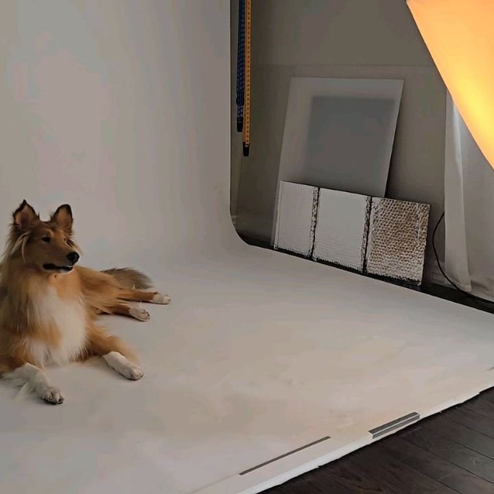 Yesterday we were lucky to join @leksilabradoodle and her owner, @irinaforteyphoto for a photoshoot in her studio! Willow, Ivy, Brian, and Emily were lucky to get pictures from such a talented photographer, and we're all excited to see how they turn 