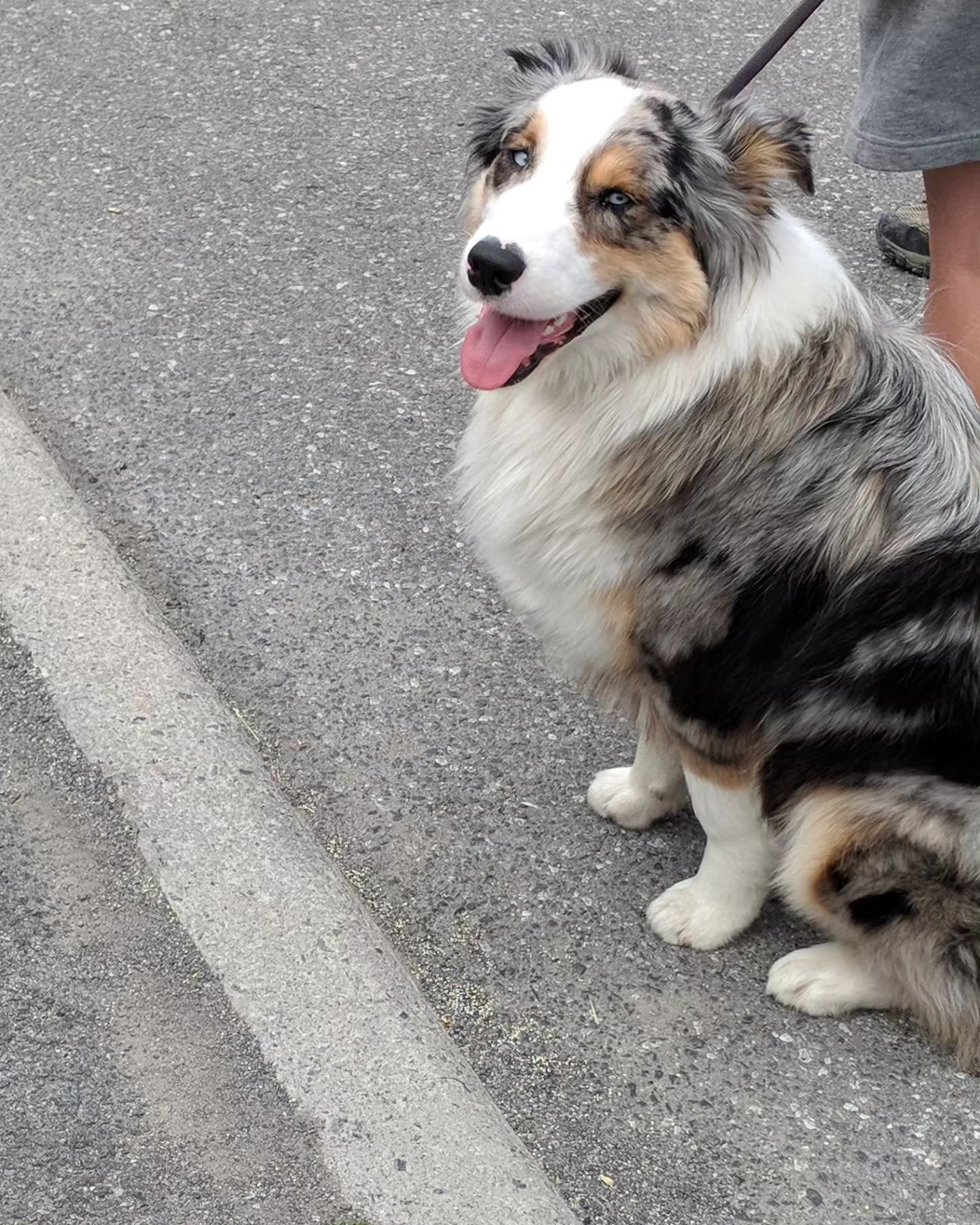 The Picknell family is sad to share the news that Bruno, long-time student and cherished member of our trainer Brenda's family, has passed away at the age of 7 of cancer. Bruno has been a part of Brian Picknell Dog Training since the beginning, when 
