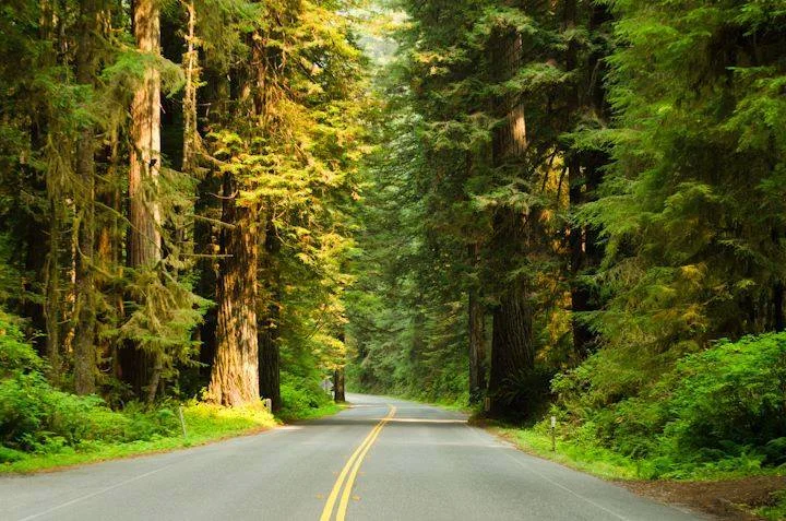 Trippin with Syd travel blog Redwoods National Park