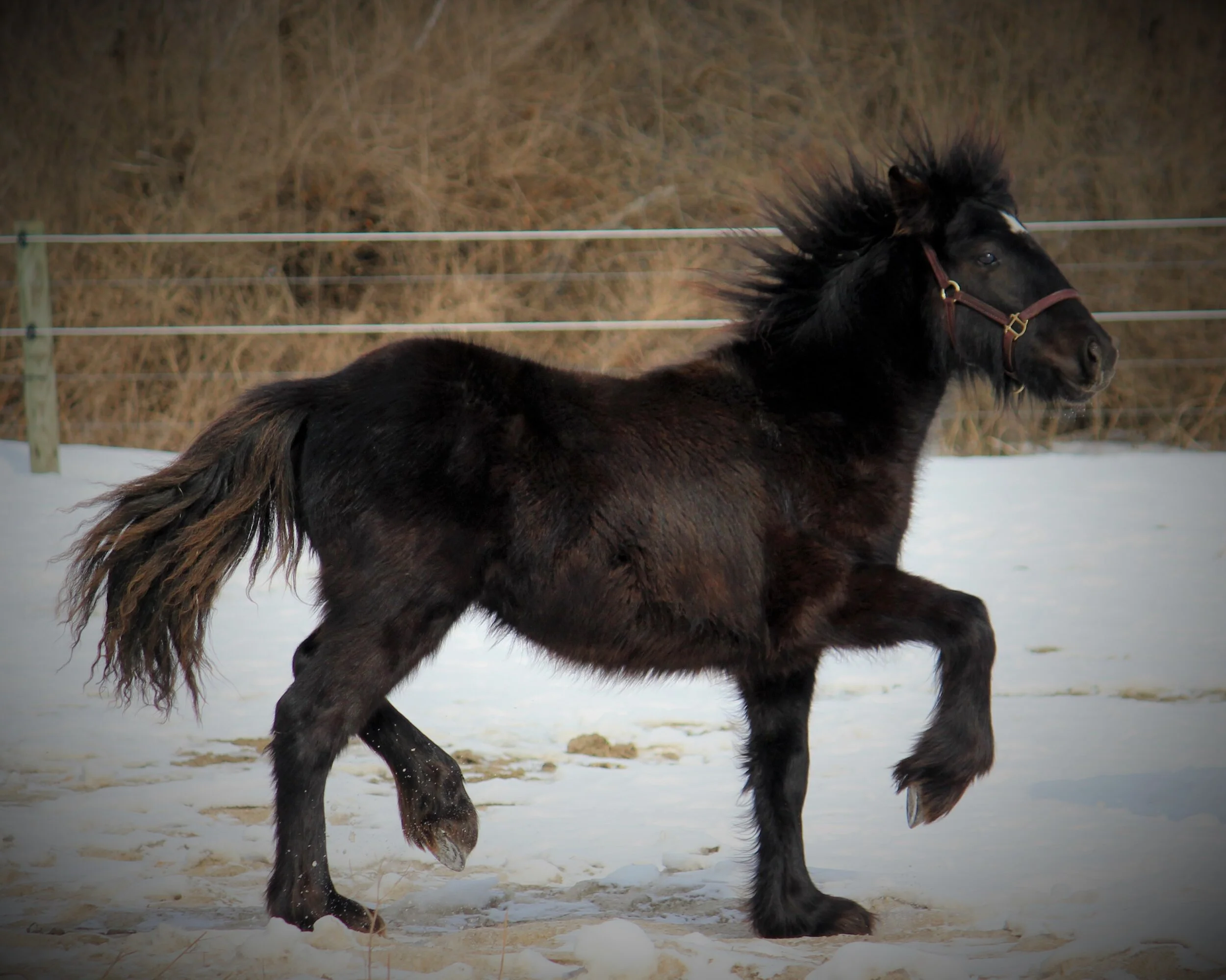 Spruce Meadow 005.JPG