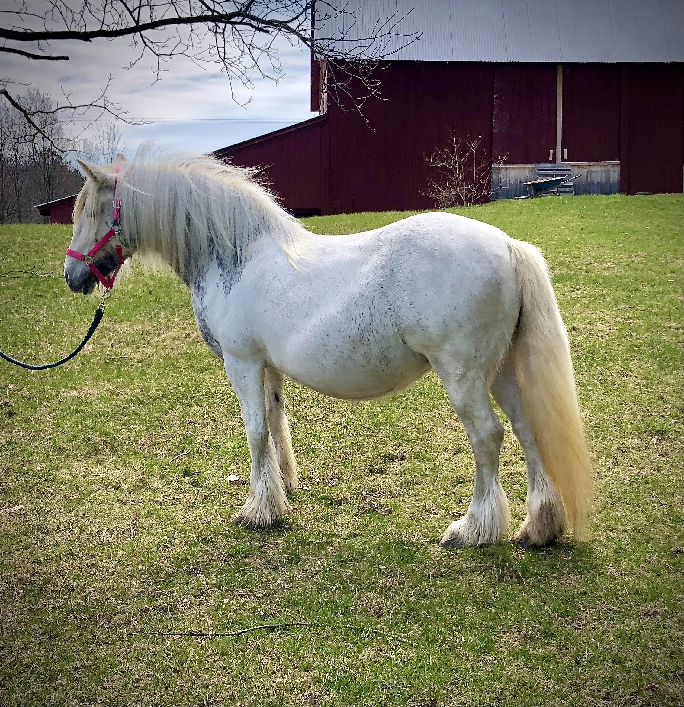 BlackShadow Dales Pony Stud