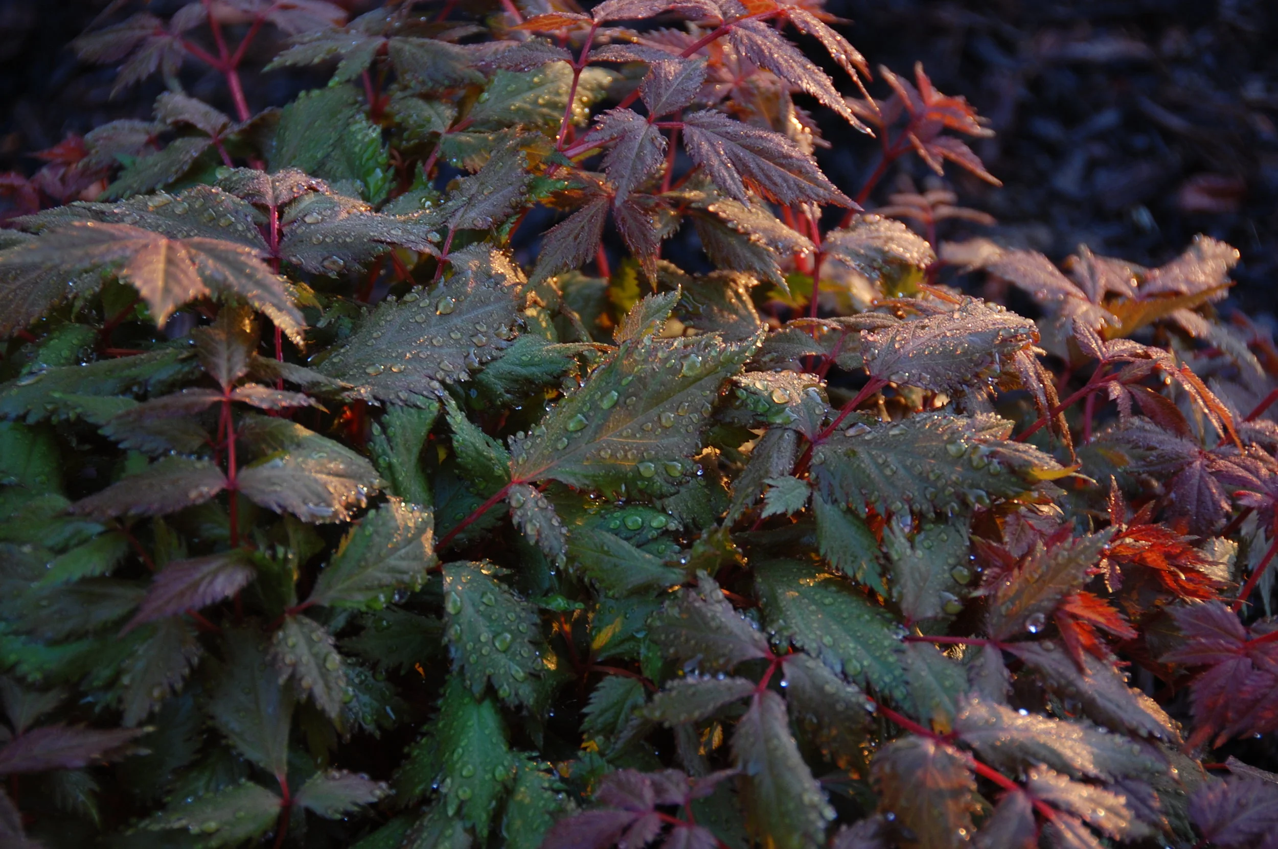 DSC_0226.JPG