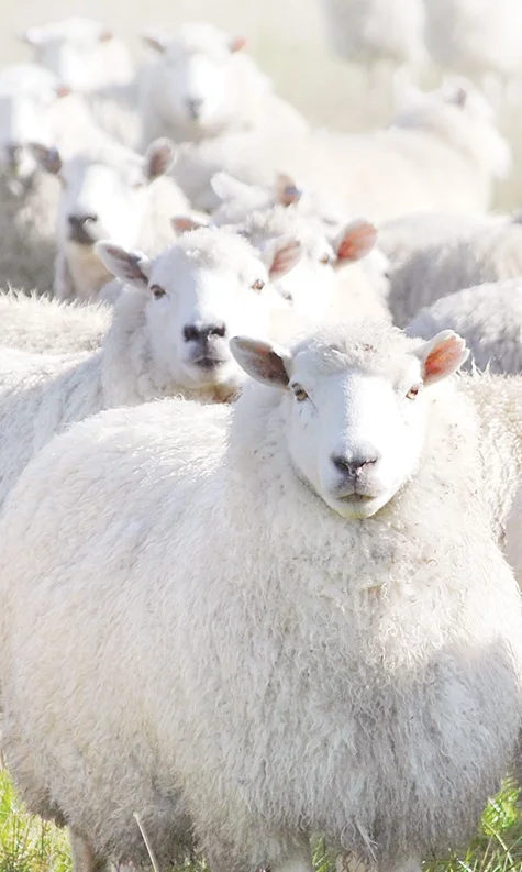 sheep.jpg