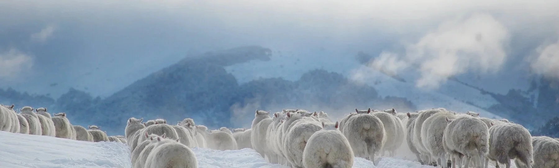 sheep-header.jpg