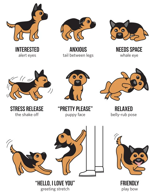 dog-body-language.jpeg