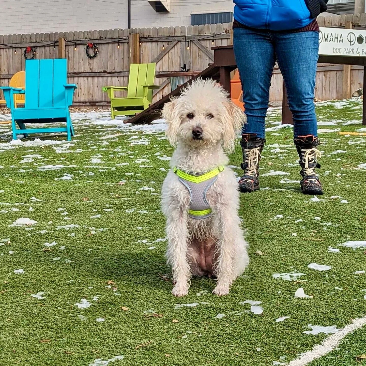 Omaha Dog Bar A Watering Hole for Dogs & Their People
