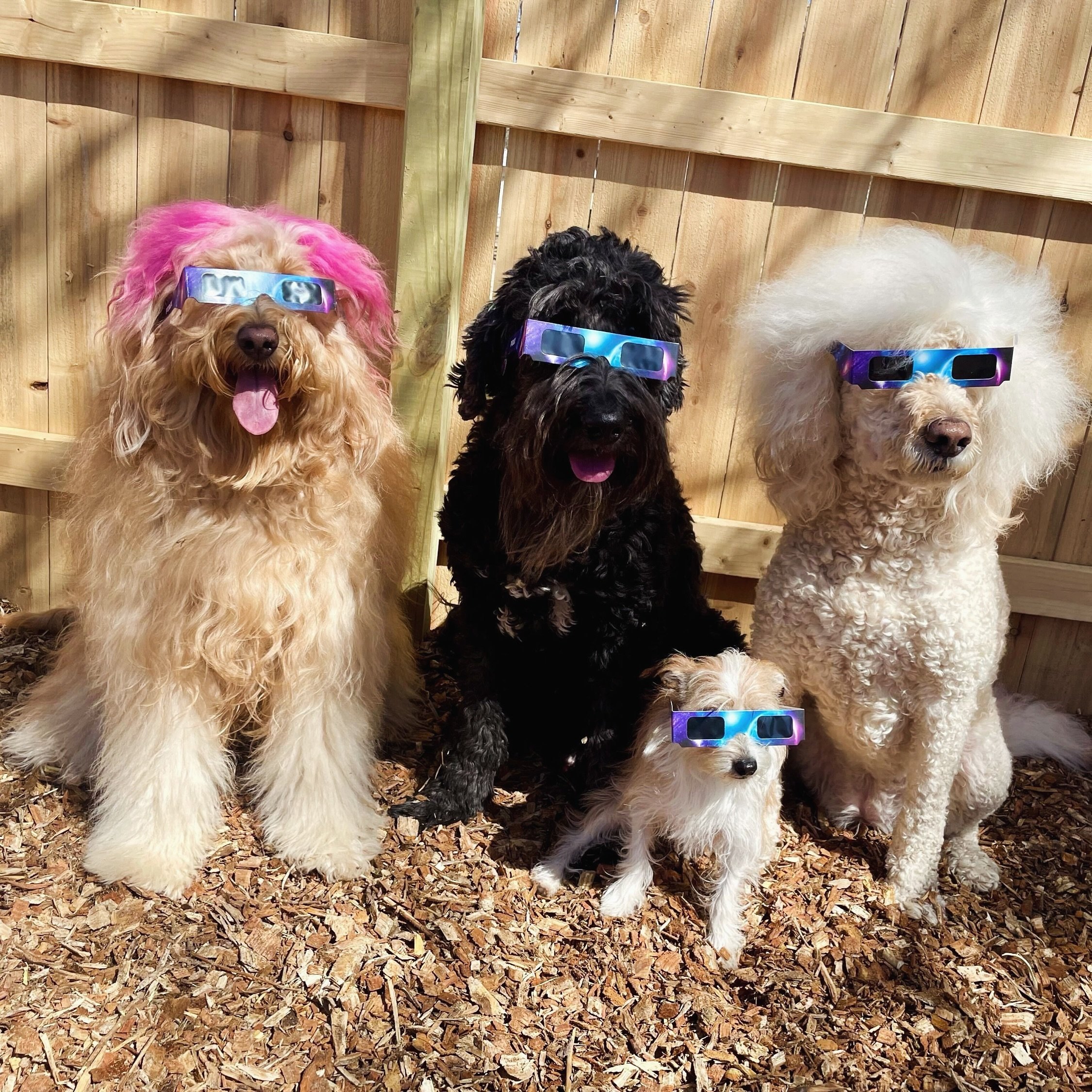 Happy Eclipse Day! Don&rsquo;t forget your safety glasses&nbsp;😎💕🐶

🐶Sheila Dandi, Ronin, Autumn Pearl, Cadence Rose