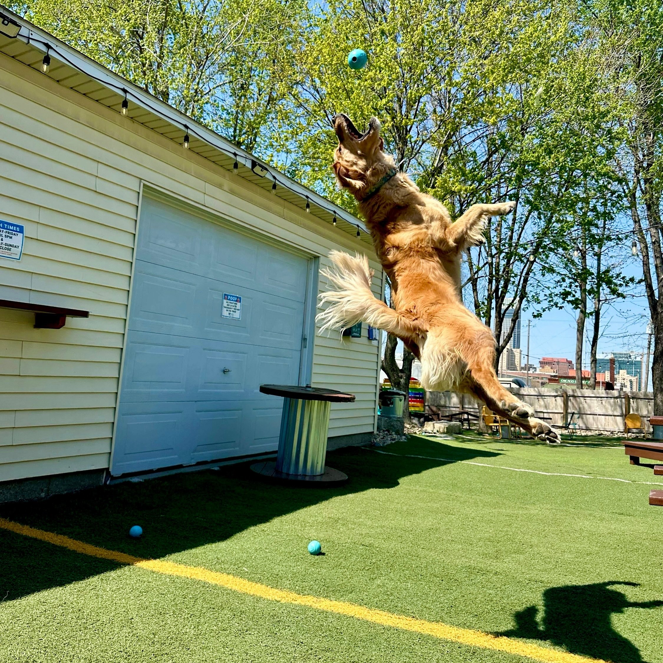We can see clearly now the rain is gone! ☀️ For realz, check out Becker jumping for joy over here!Open 3-8PM. See you soon! 🍕🍻🐾