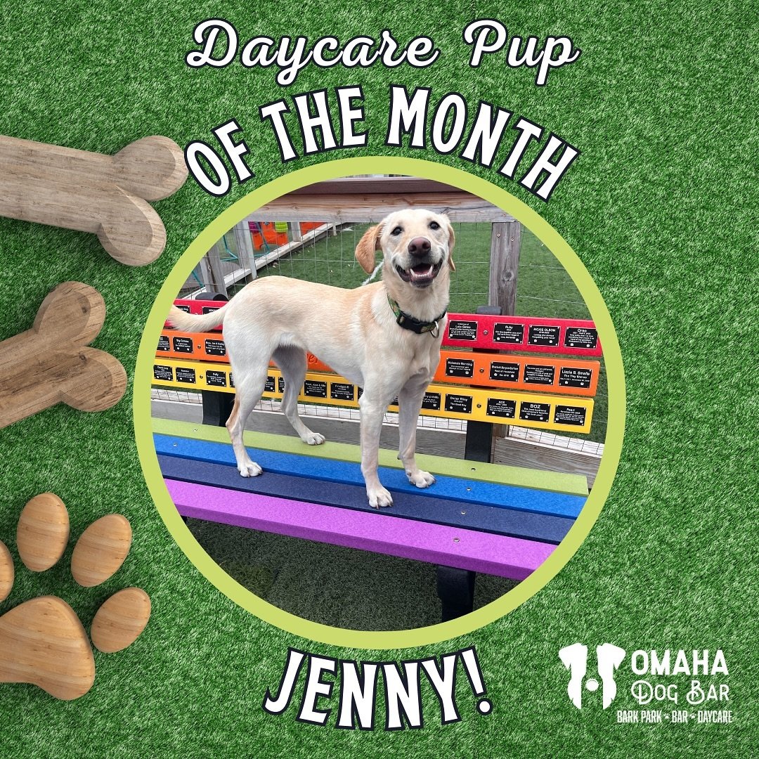 It&rsquo;s time to introduce May&rsquo;s Daycare Dog of the Month - the lovely Jenny! 💕 Jenny, or Jennifer when she&rsquo;s in trouble, is one of our favorites around here. She started coming to our daycare back in November, and at first, she was pr