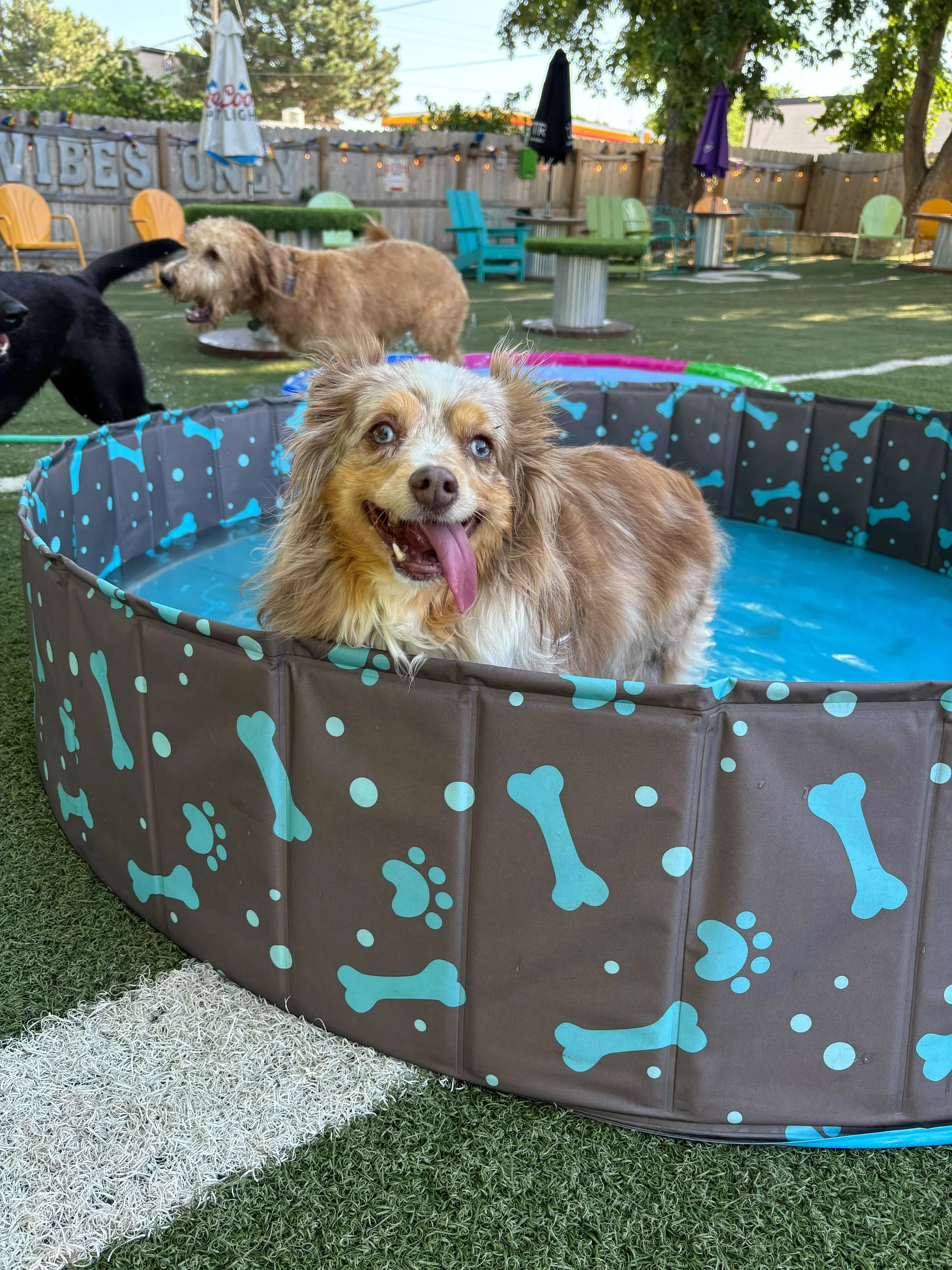 Best Doggy Daycare in Downtown Omaha, NE Omaha Dog Bar