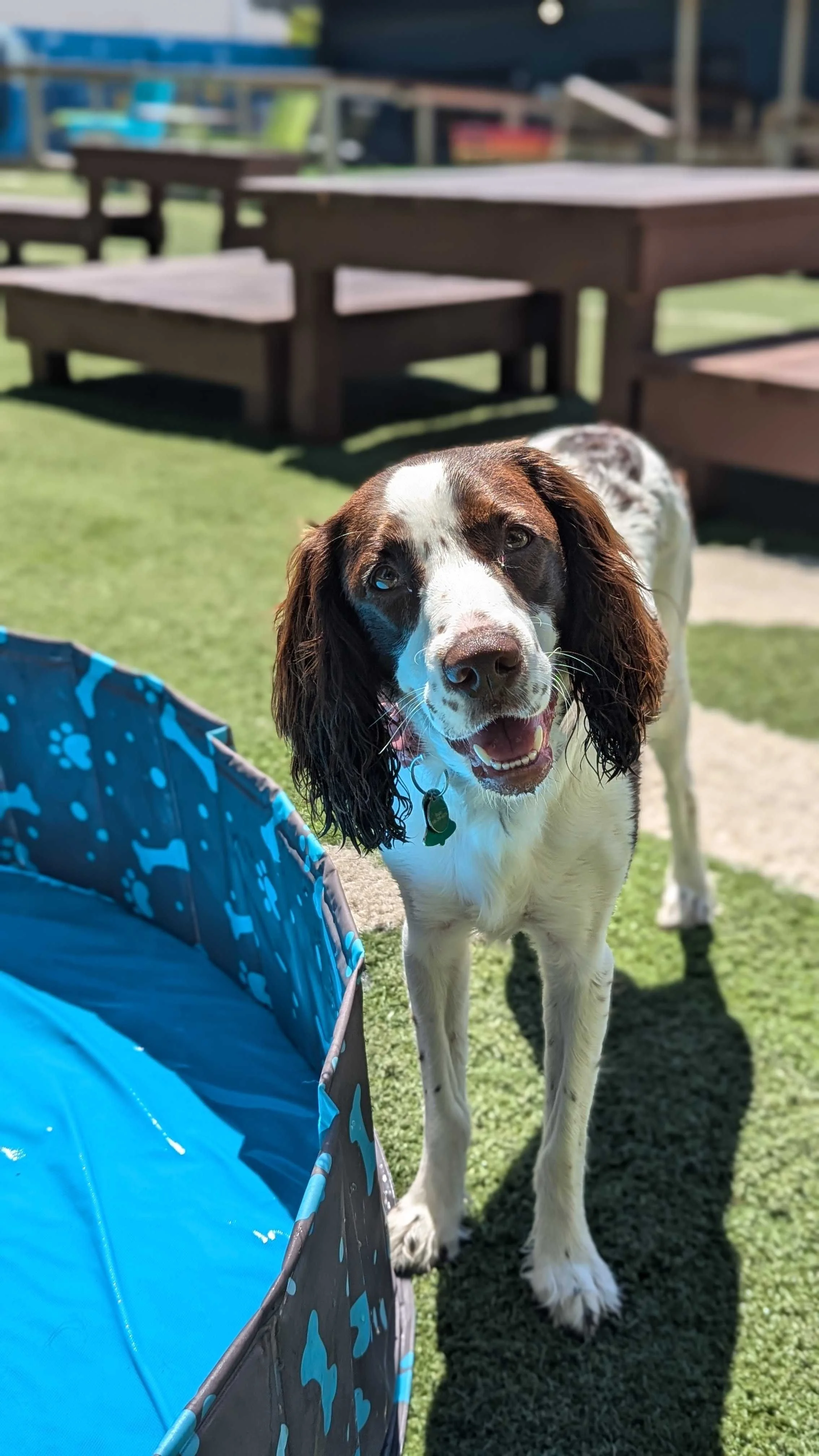 Best Doggy Daycare in Downtown Omaha, NE Omaha Dog Bar