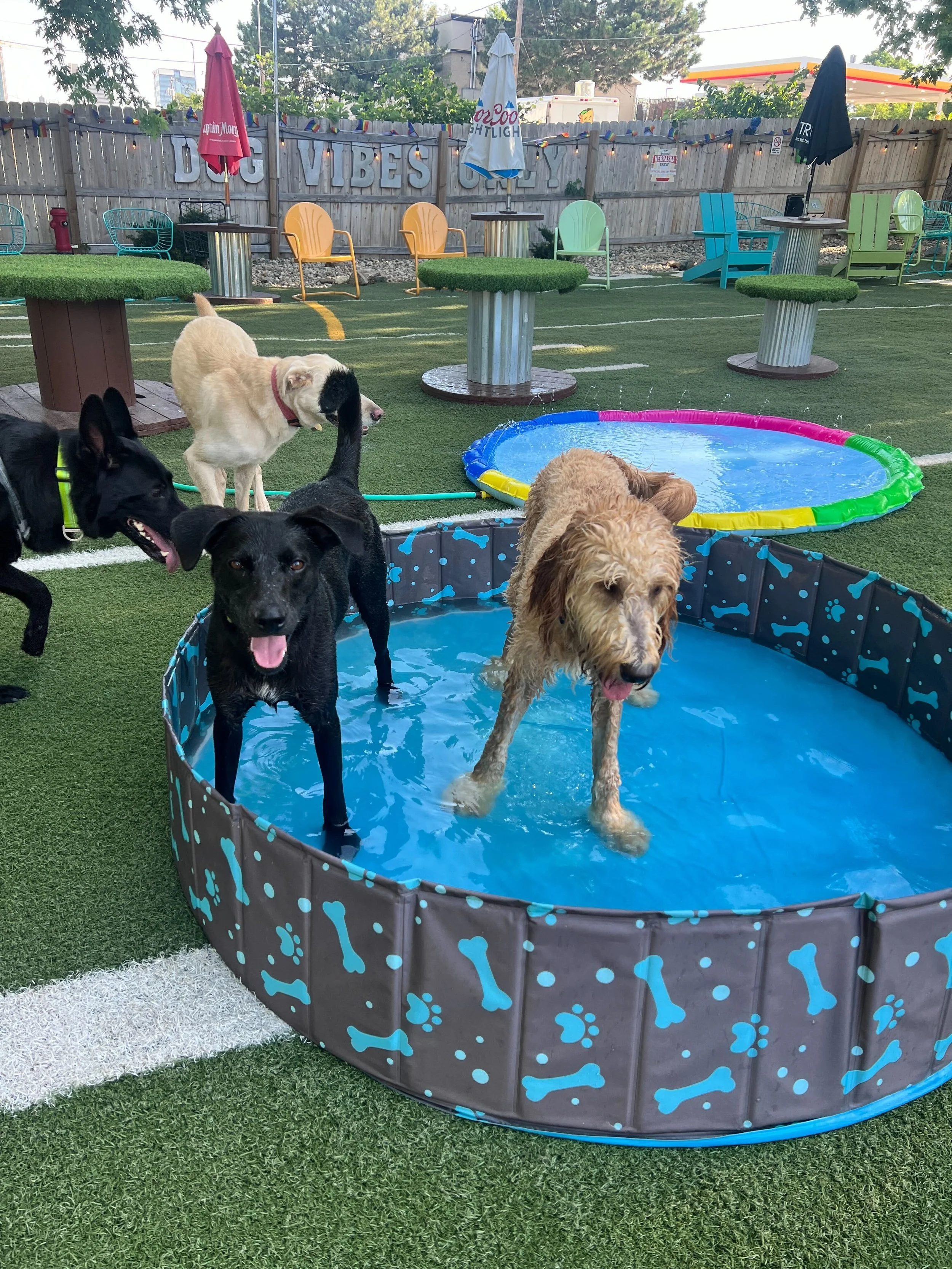 Best Doggy Daycare in Downtown Omaha, NE Omaha Dog Bar