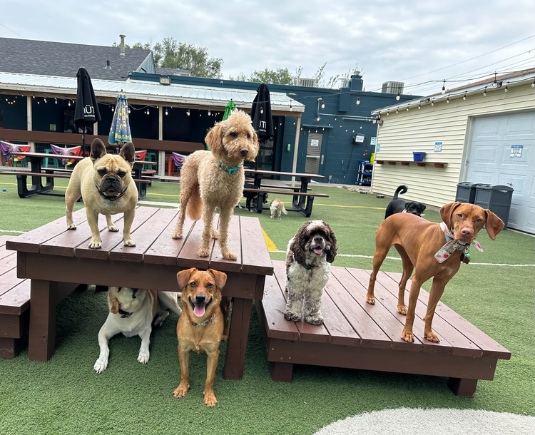 Doggy Daycare Dog Bath Near Me Self Serve Dog Day Getaway Premier