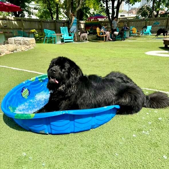 When you&rsquo;re built like a tank but still wanna pawty in the kiddie pool 💦🐾 Sorry, no XL sizes available, Lola&hellip; but we admire the determination. 😅💛

🐶Lola

#BigDogProblems #PoolTimeFail #OmahaDogBar #TooBigToSplash #DogDaysOfSummer #K