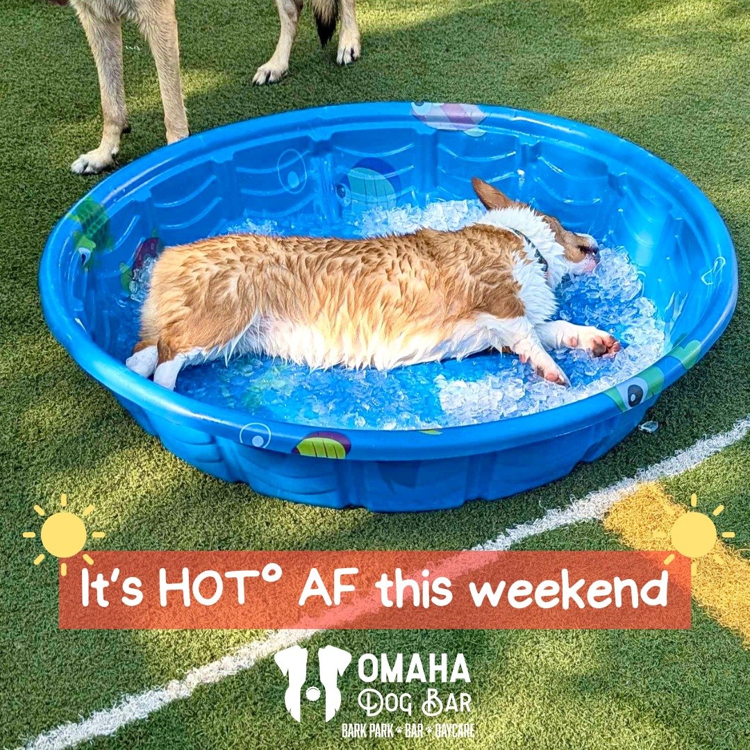 🔥 It&rsquo;s HOT AF this weekend &mdash; but we&rsquo;ve got you (and your pups) covered!

Our large air-conditioned building, splash zones, shaded areas, and ice baths are all ready to help keep your dog cool while they play. 🐾💦

☀️ A few tips:
&