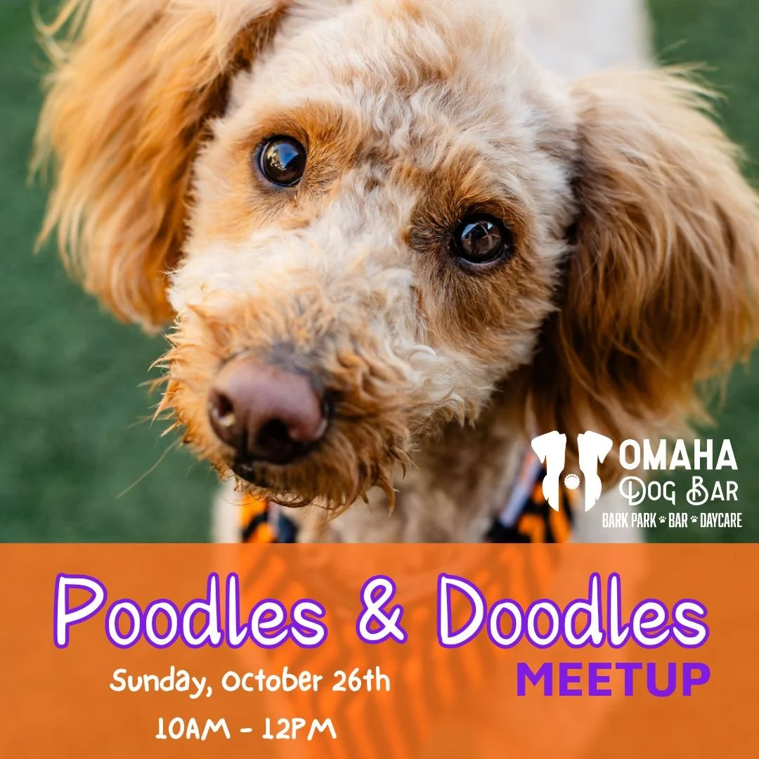 🐩 Doodle & Poodle Day is tomorrow! 🎉
Meetup runs from 10AM–12PM ~ all Doods & Poods get 1/2 off admission + a free pup cup! 🐾💛
Grab your curly crew and come pawty with us at ODB! ☀️🐶
#OmahaDogBar #PawtyAtODB #DoodleDay #PoodlePar