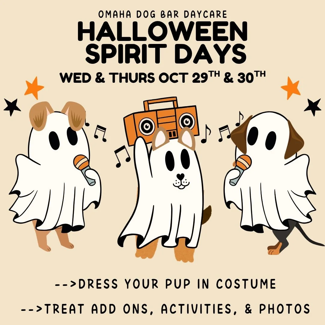👻 Spooky season is hitting daycare this week! 🐶
Book your pup for Wednesday or Thursday for some Howl-o-ween fun — we’re talking bobbing for apples, haunted tunnel walks, and costumes galore! 🎃
Don’t forget to add on some Monste