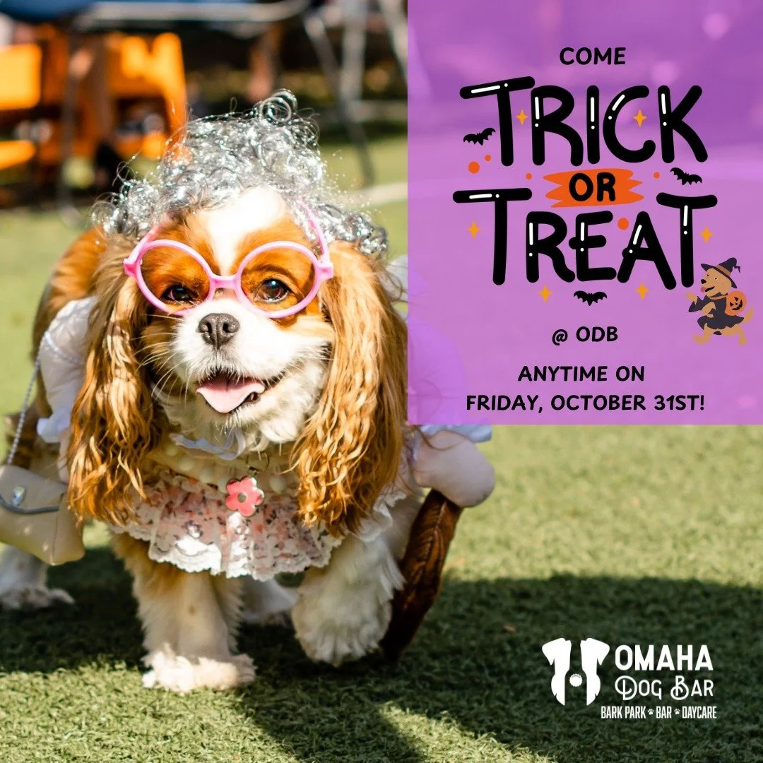 🎃 Trick or Treat… ODB style! 🍬🐶
Stop by anytime on Halloween for a special treat for you and your pup!
We’ll have candy for humans and spooky-good treat bags for every dog that visits. 👻🦴
Come wag, snack, and celebrate Howl-o-ween