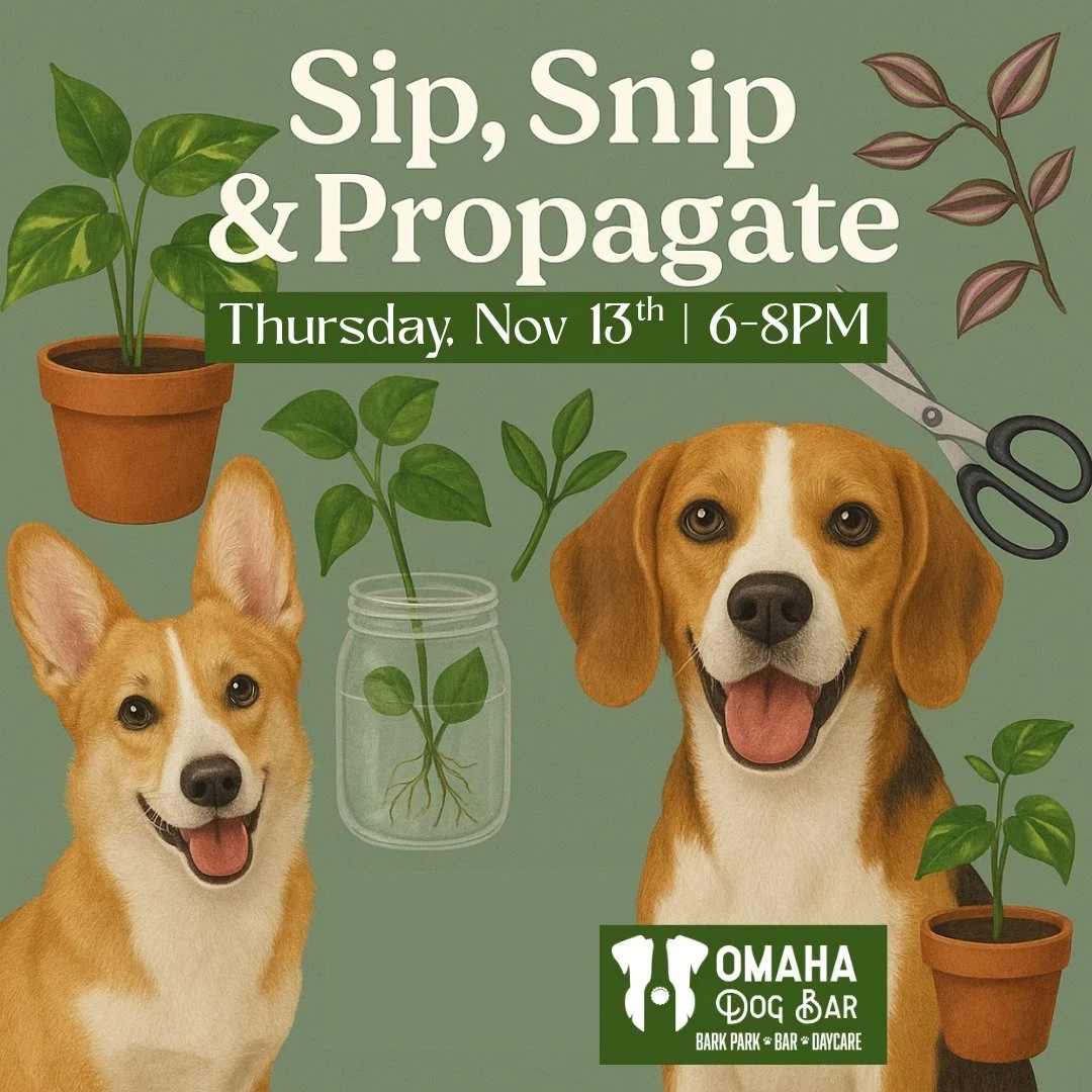 Get ready to leaf your worries behind ๐ฟโจJoin us for Sip, Snip & Propagate ~ a plant-lovers night out at ODB! Bring your favorite cuttings to trade, sip on yummy cocktails, and grow your green thumb with fellow dog + plant people. 
We’ll h