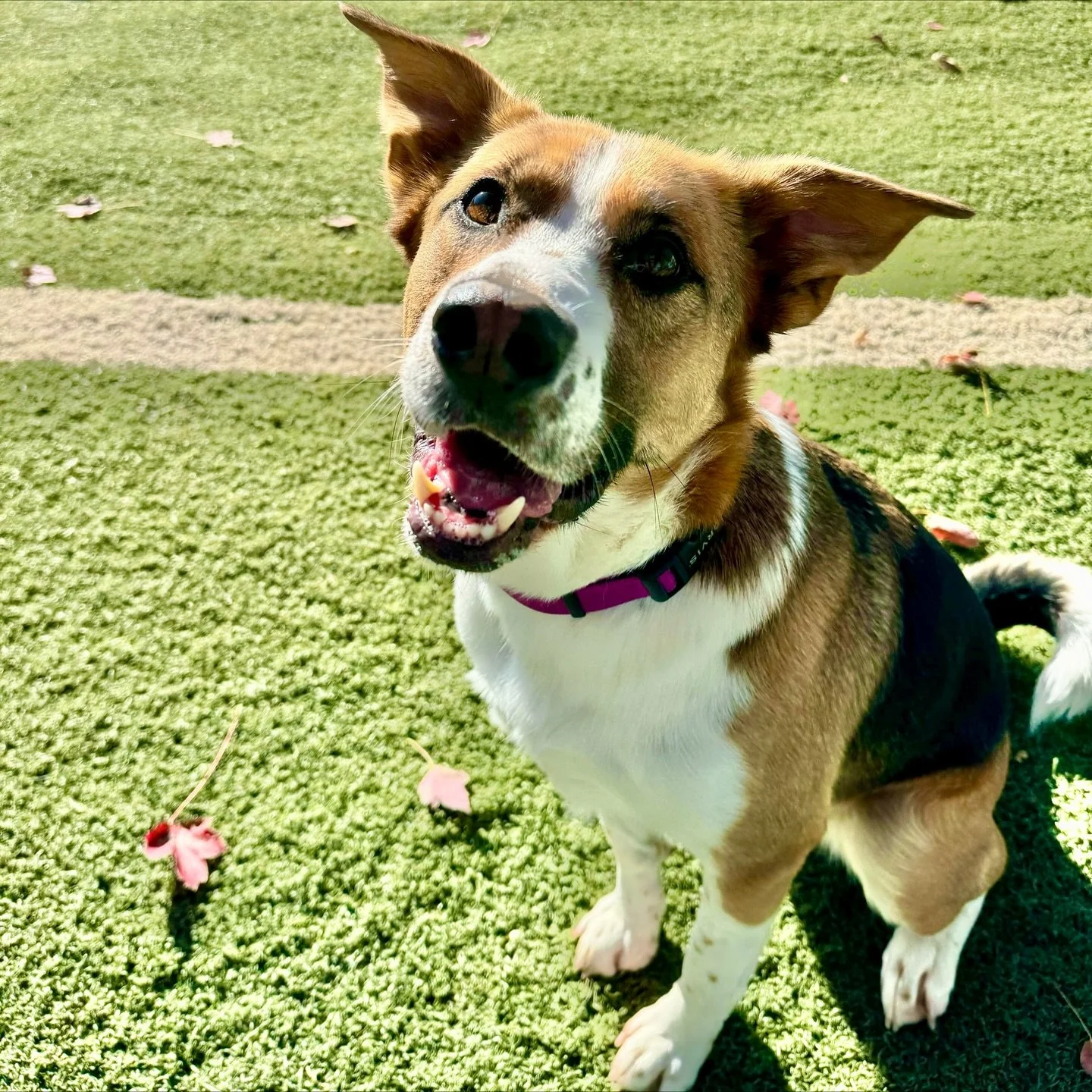 Leaf chasing: 10/10 effort, 0/10 catch rate 😄🍁

🐶Lily