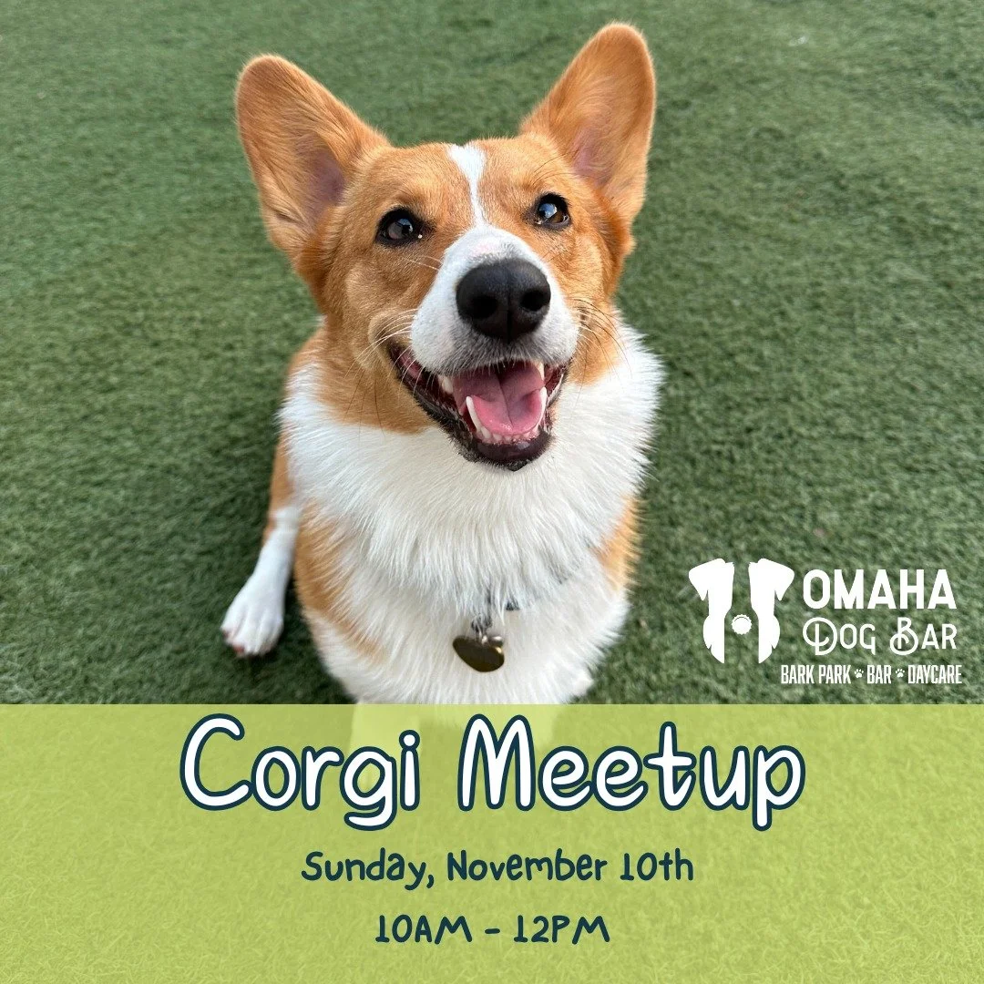 🐾 Corgi Day is Sunday!! 🎉

Meetup runs from 10AM&ndash;12PM &mdash; all the long boys and short queens get 1/2 off admission + a free pup cup! 

Round up your royal rump-shakers and come pawty with us at ODB! 

#OmahaDogBar #PawtyAtODB #CorgiCrew #