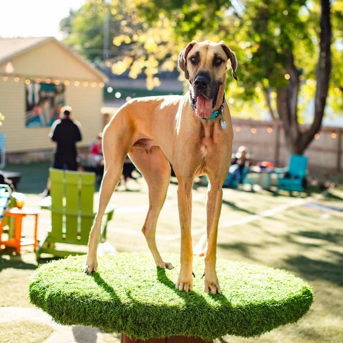 Today, we salute the heroes who&rsquo;ve served &mdash; both two-legged and four-legged. ❤️💙🐶

Thank you to all Veterans for your courage, service, and sacrifice. We&rsquo;re forever grateful for you and your families.

Cheers to freedom, friendshi