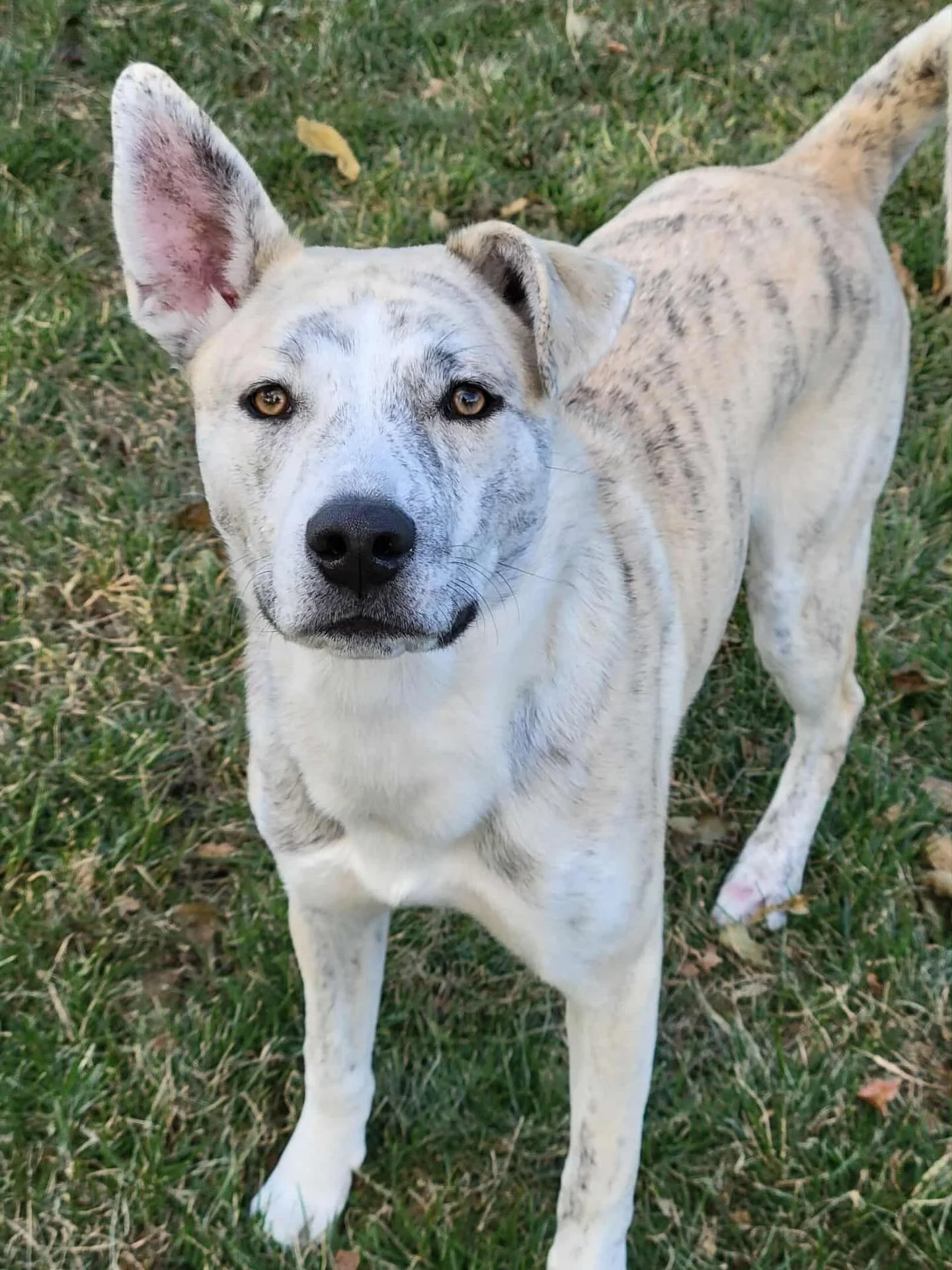 🚨Check out our first Friday Feature: Ya Mon! She&rsquo;s a Siberian Husky mix who&rsquo;s looking for her FUR-ever home! She turns 1 on January 17th, and we are hoping to get her a permeant home for her birthday present!🚨

👀We bet you&rsquo;ve see