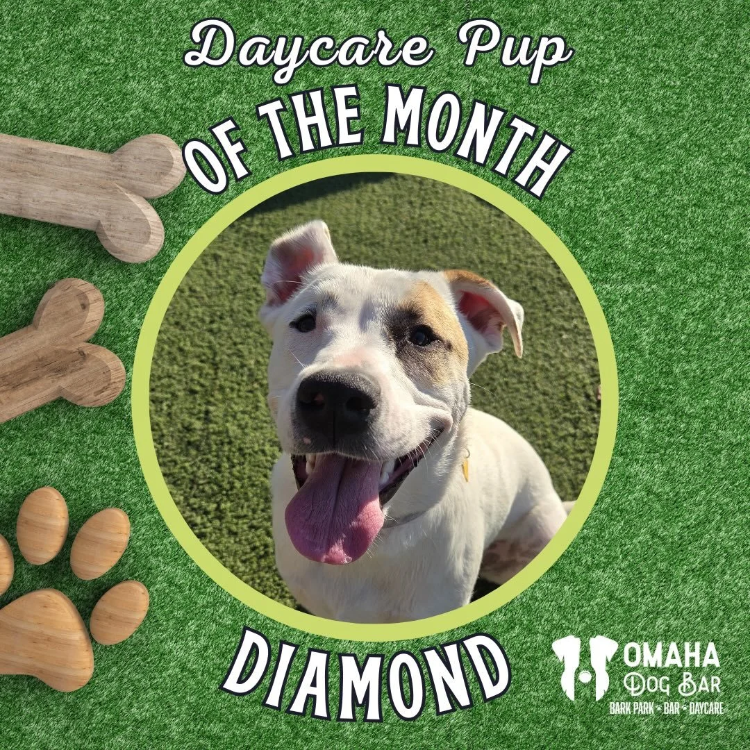 ❄️✨ Daycare Pup of the Month: DIAMOND ✨❄️

💙Our winter gem is shining brighter than fresh snow, and we&rsquo;re absolutely obsessed.

💎This girl is a pro-fur-ssional wrestler with her best gal pal, Ivy. 

🐾She&rsquo;s a sun-bathing queen - even in
