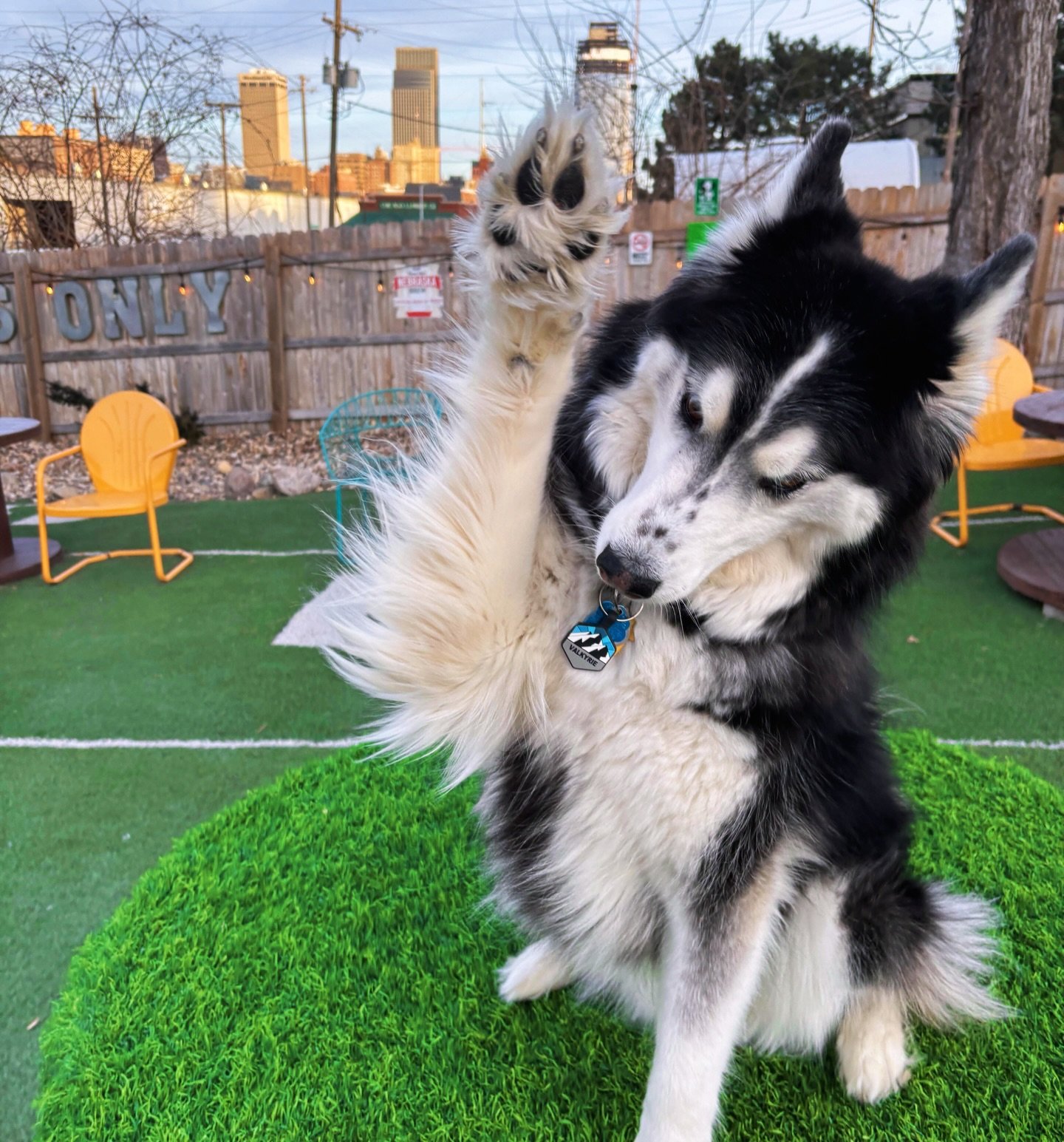 Valkyrie says, "I'd like to speak to the treats manager!" 🦴💕🐶