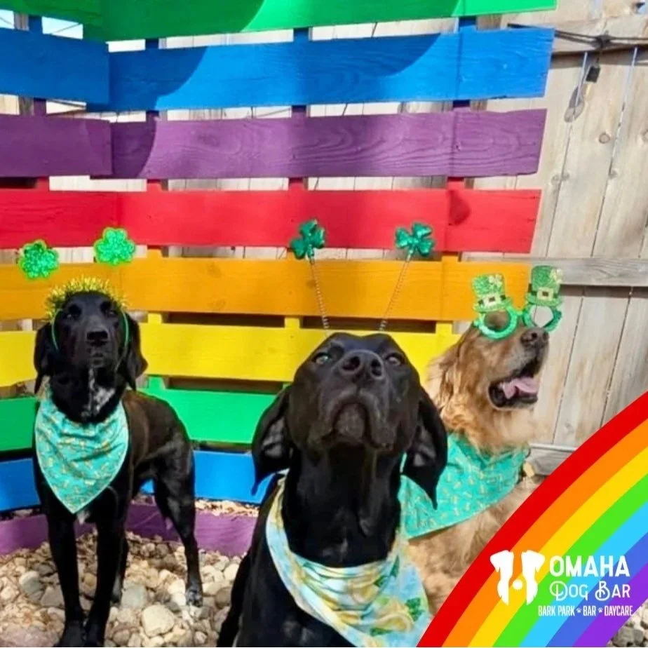 St. Patrick's Day Pawty