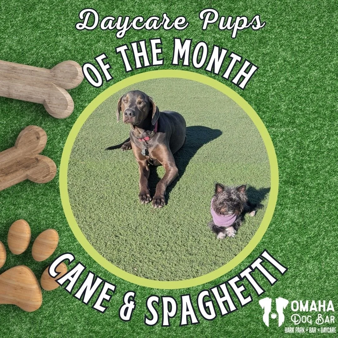 Happy February💕 - We are celebrating the new month by announcing Cane and Spaghetti as our daycare pups of the month. Let's give them a round of apPAWS🥁

💜Cane is very protective of his little sister. When the daycare hoomans pick her up, he alway