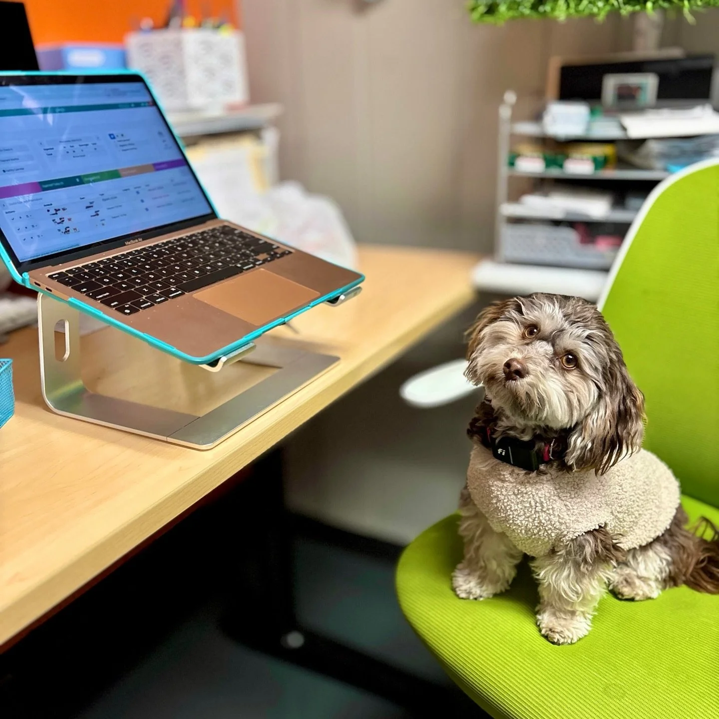 Meet our new Office Manager, Ms. 🐶LuLu 🐾

She keeps the team in line, supervises all snack breaks, and requires hourly pets.
We&rsquo;re considering a raise&hellip; but her performance review mostly says &ldquo;slept on the job.&rdquo; 🤣🤣