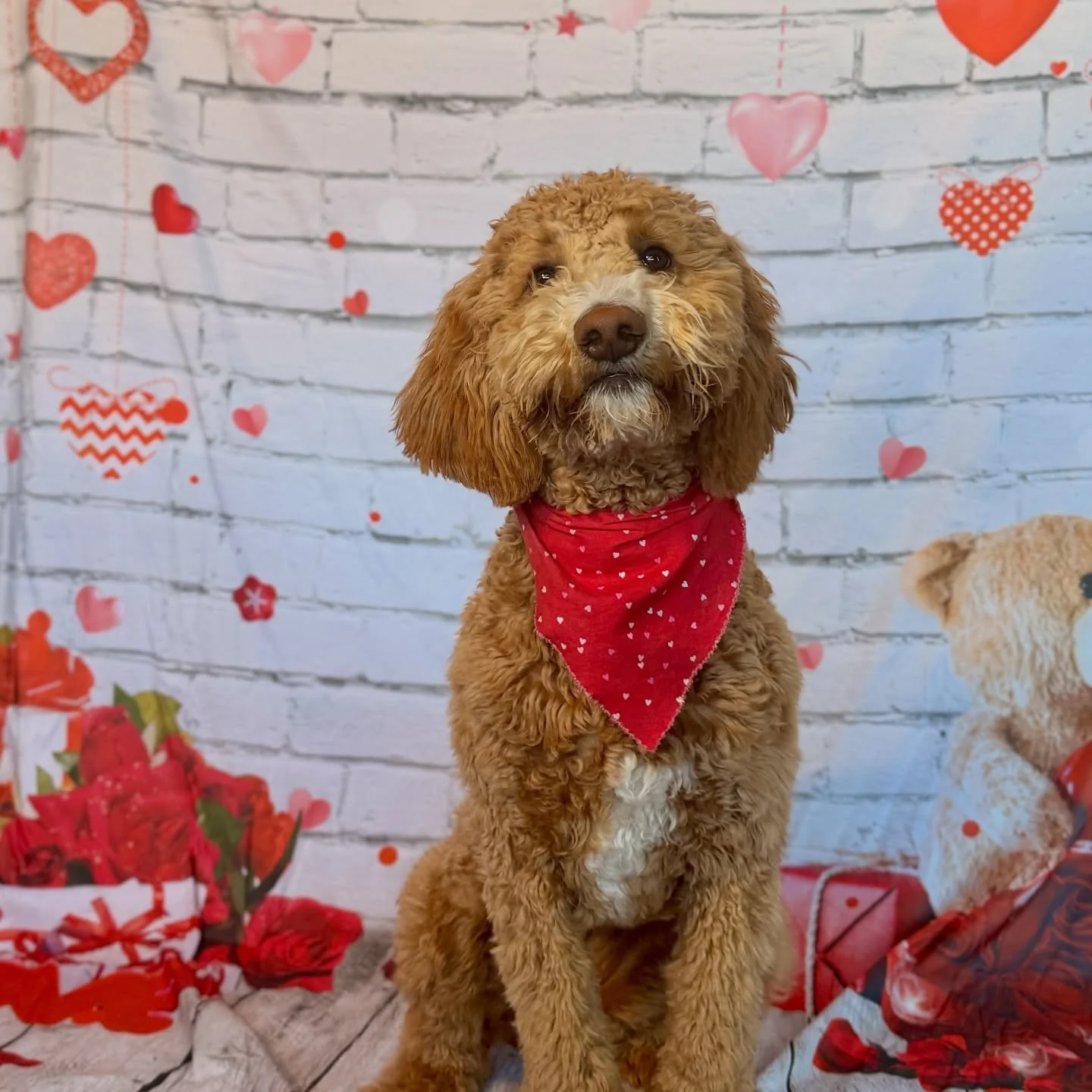 Happy Valentine's Day from these mother puppers! 🐶🥰