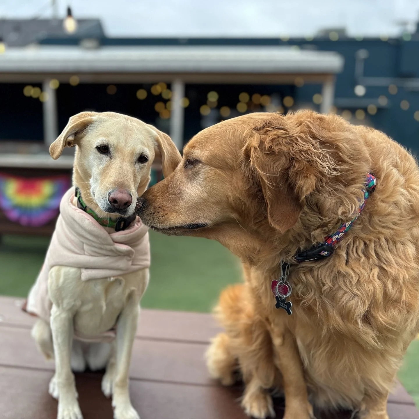 This pic was taken this week at daycare. Moose &amp; Jenny = 💛My heart melts when I see these moments. They truly love their daycare furrriends so much!