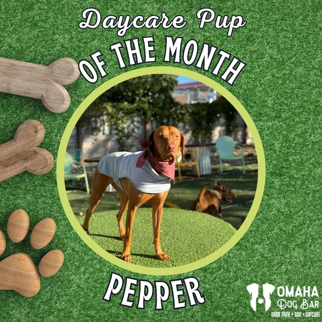 🌈📯*Cue the bagpipes* Our March Daycare Pup Of The Month goes to Pepper! 

🍀Pepper doesn&rsquo;t need the luck of the Irish with her heart of gold. 

🌶️Her name might sound spicy, but she is 100% made out of sugar.

💁🏻&zwj;♀️💪🏼When Pepper isn&