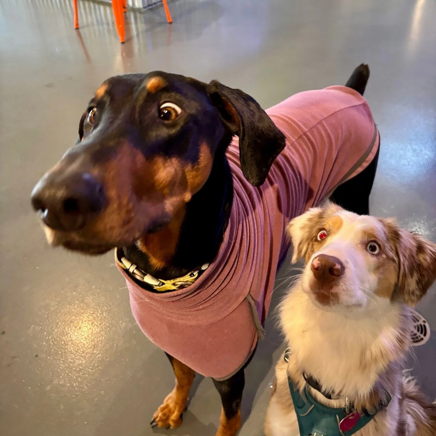 Say what!? Snow storm tomorrow?! We better tell our pawrents to take us to Dog Bar tonight! 🤣💕🐶🍻

🐶Norman &amp; Rudi