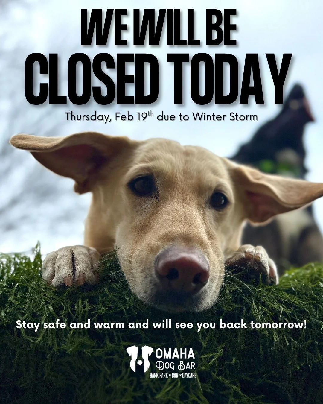 Hey ODB fam &mdash; due to the incoming winter storm and for the safety of our staff and pups, ODB will be closed today, Thursday, February 19th. We are offering Daycare Only.

We&rsquo;ll reopen Friday for normal hours once the weather clears and co