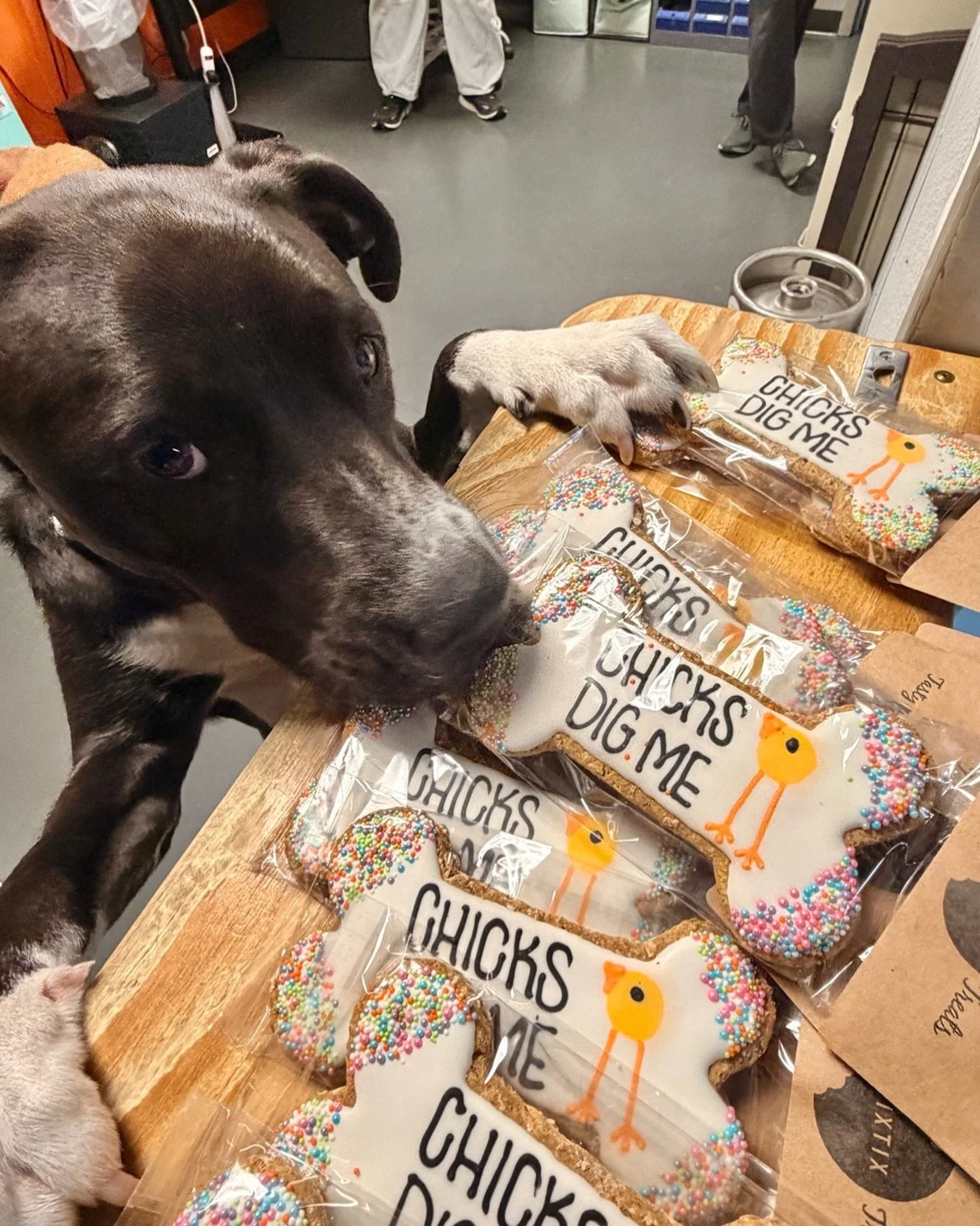 Carbon says, "chicks dig me." He isn't wrong! 🥰💕🤣

Easter @brixtixbakery cookies avail now in our retail store while supplies last! 🐰