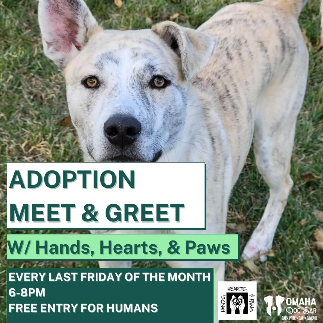Hey folks! 

🎉We have some exciting news for you all: we will be hosting @handsheartspaws every last Friday of each month for an Adoption Meet &amp; Greet! 

📍Where: Omaha Dog Bar - our place of course! 
❓When: everyday last Friday, starting March 
