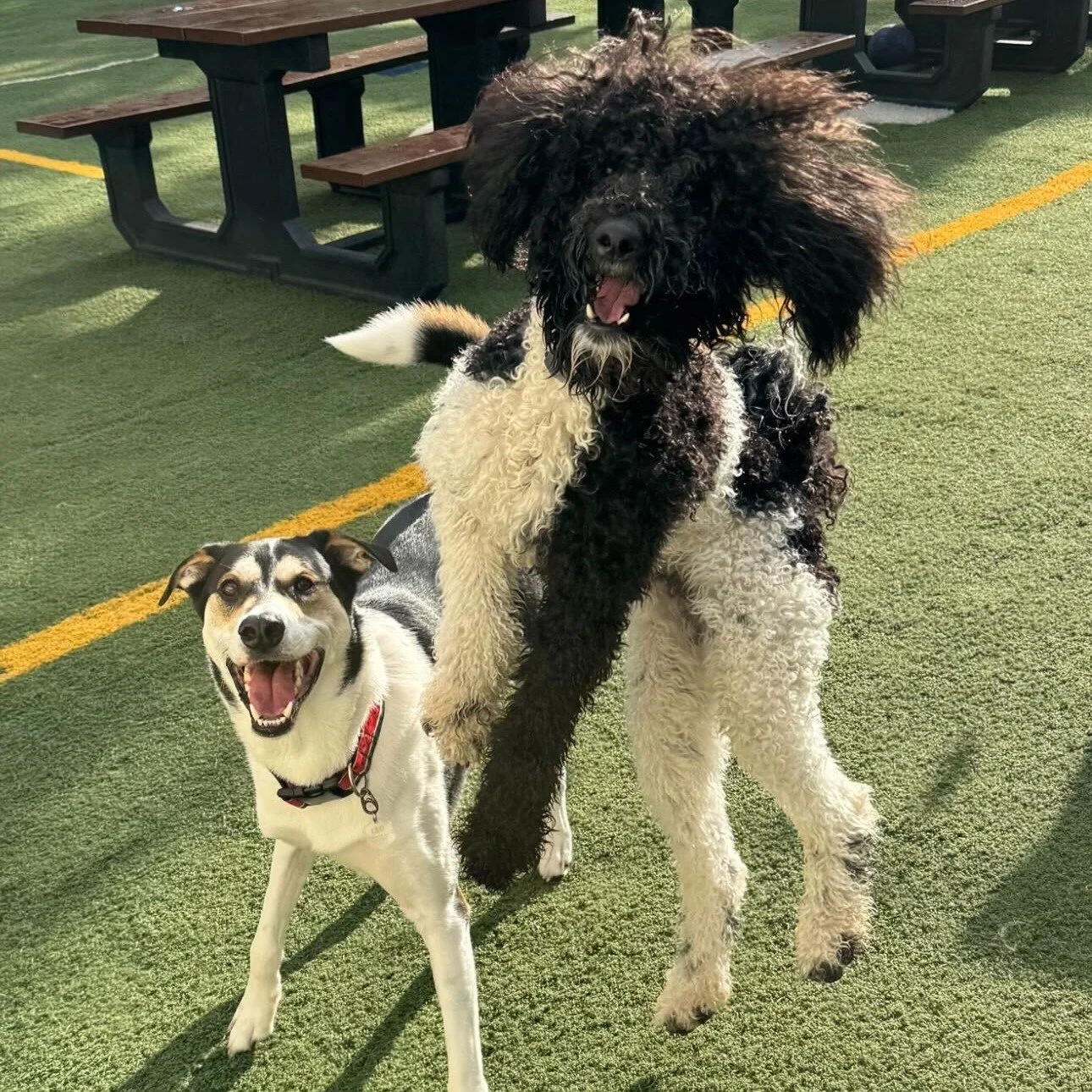 That one friend after a few margaritas. 🍹🐾

Come hang today for $5 margs and Enchiladas! Every Tuesday all year long. :)

🐶 Leo
🐶 Moon Pie