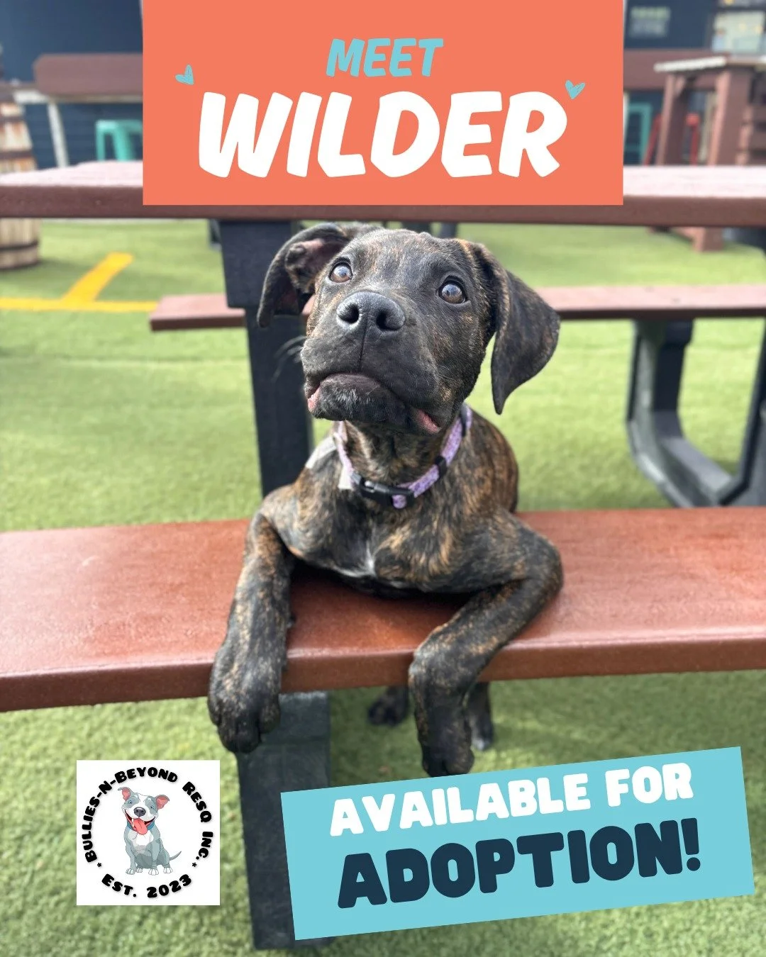 🚨 HOW DOES THIS DOG NOT HAVE A SINGLE APPLICATION?! 🚨

This is Wilder.

He&rsquo;s 4 months old, comes to daycare twice a week, and is literally friends with everyone. Dogs love him. People love him. Staff love him.

So&hellip; why is he still wait