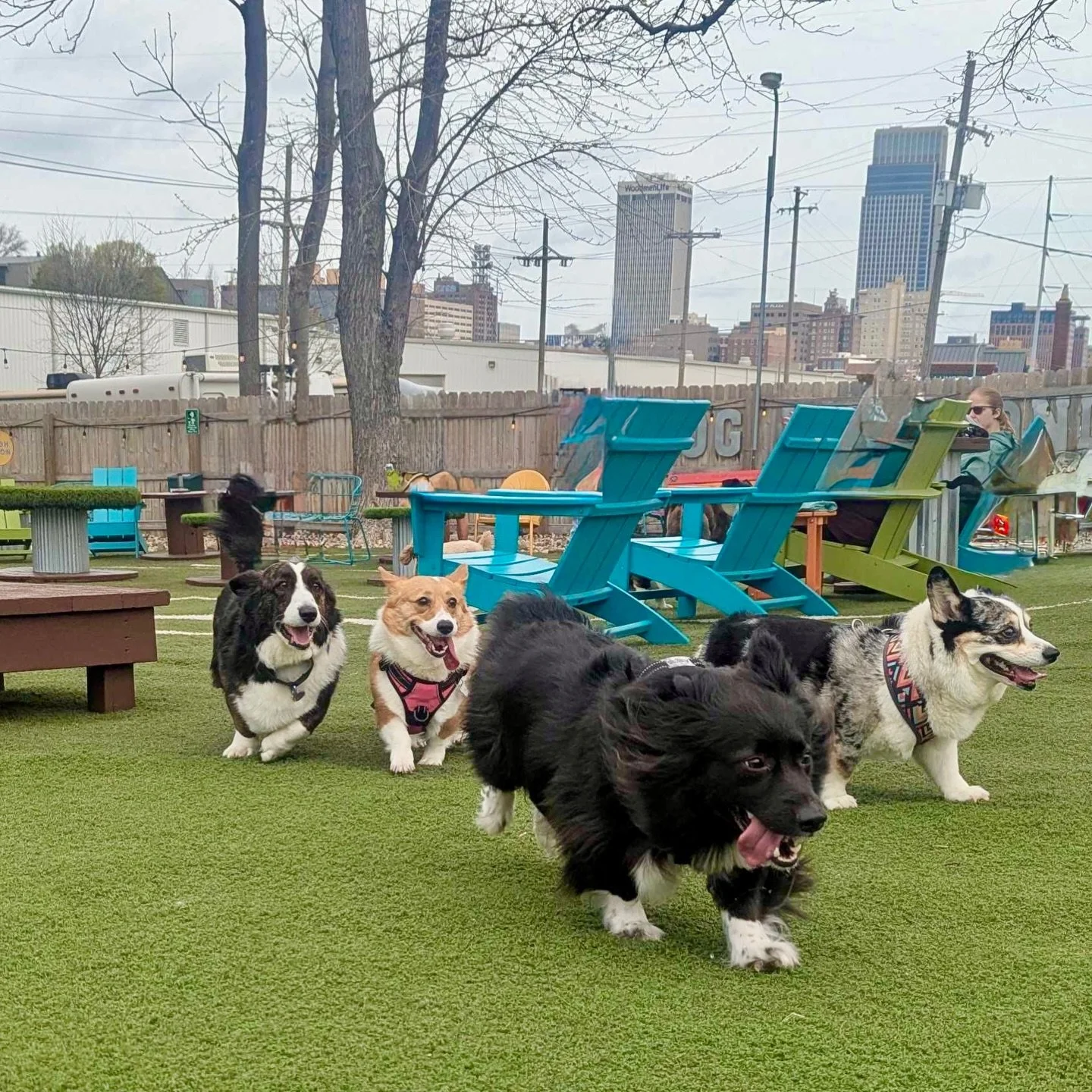 The loaf army has arrived! 😆🐶🥰🍞

Love our breed meetups - such a great turn out today with @omahacorgis